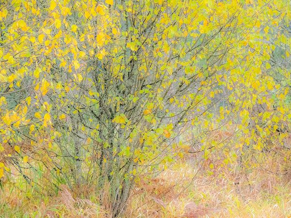 Gulin, Sylvia 아티스트의 USA-Washington State-Bellevue alder tree golden/yellow fall colors작품입니다.